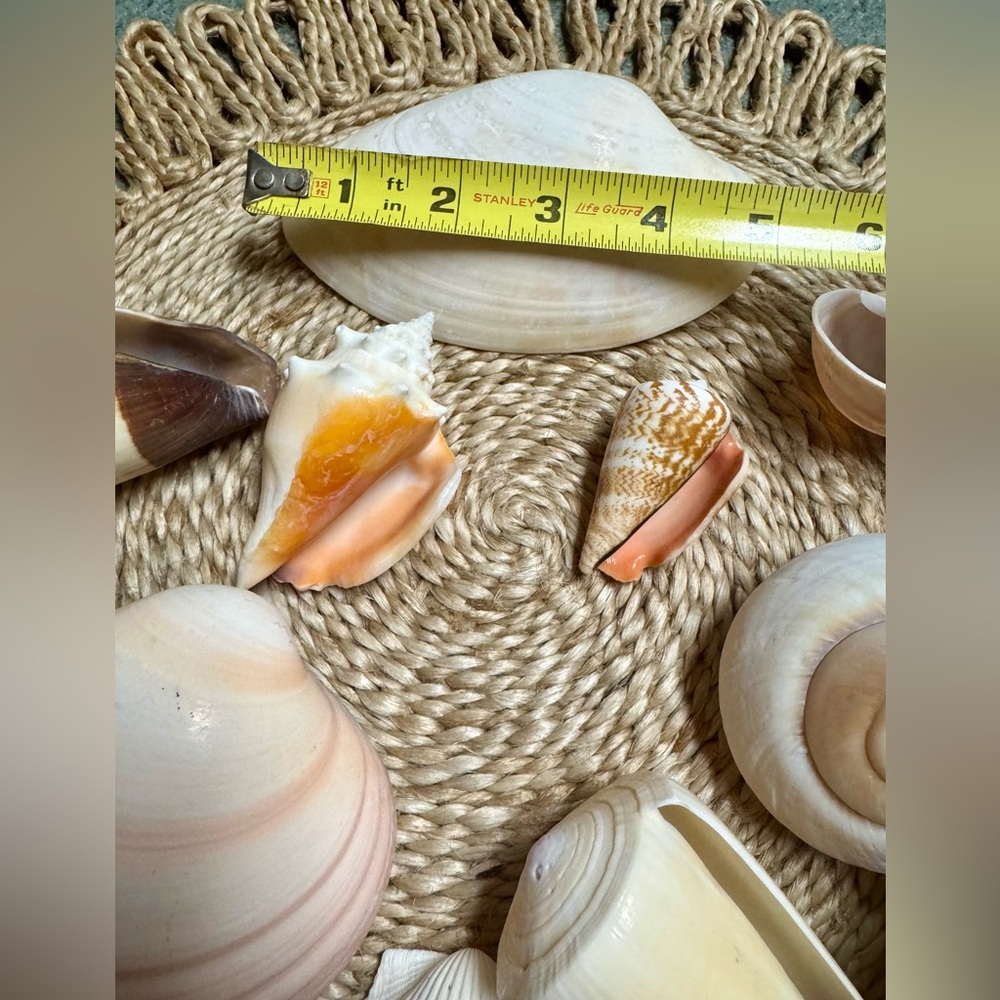Assorted Authentic Seashell Collection - Picture 3 of 6
